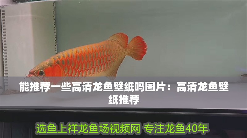能推薦一些高清龍魚壁紙嗎圖片：高清龍魚壁紙推薦