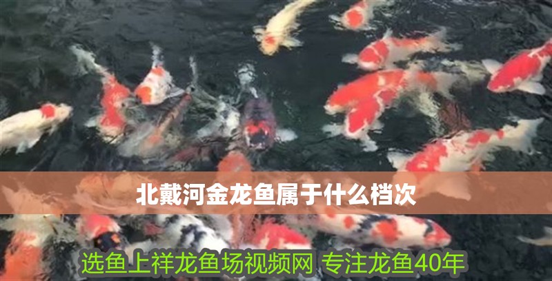 <strong><mark>北戴河</mark></strong>金龍魚屬于什么檔次