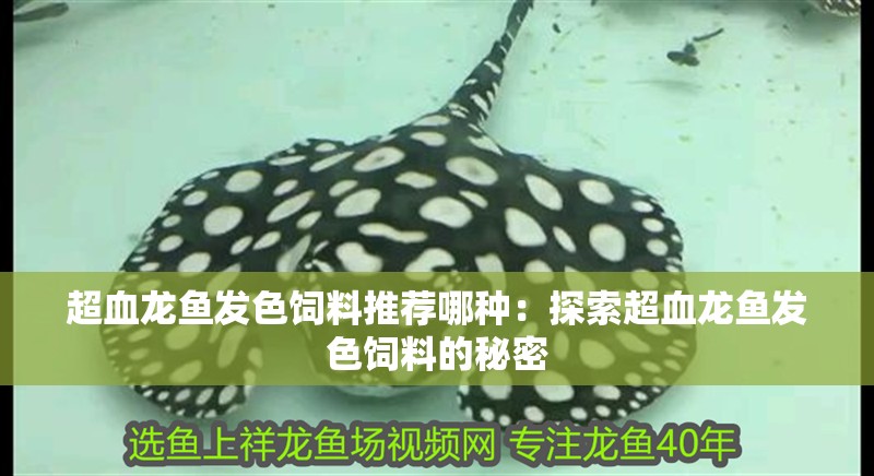 龍魚怕什么 超血龍魚發色飼料推薦哪種:探索超血龍魚發色飼料的秘密 水族問答 超血龍魚發色飼料推薦哪種:探索超血龍魚發色飼料的秘密 超血龍魚發色飼料推薦哪種:探索超血龍魚發色飼料的秘密 水族問答
