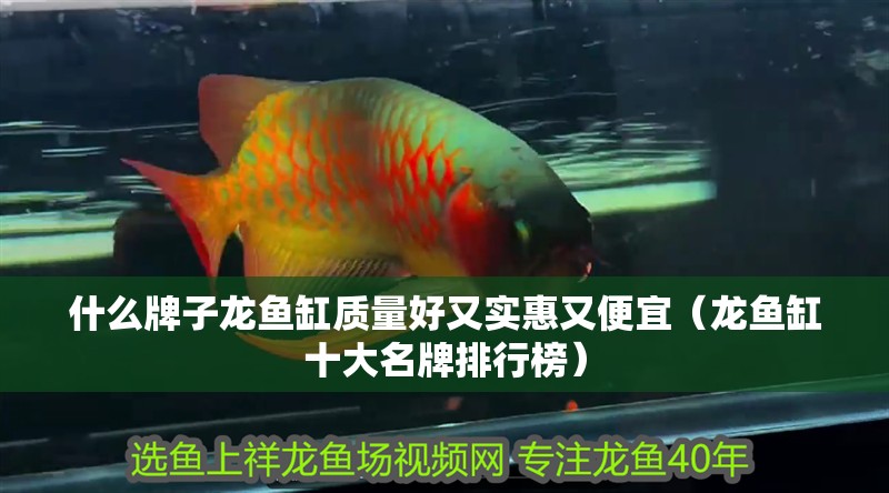什么牌子龍魚缸質(zhì)量好又實(shí)惠又便宜（龍魚缸十大名牌排行榜）