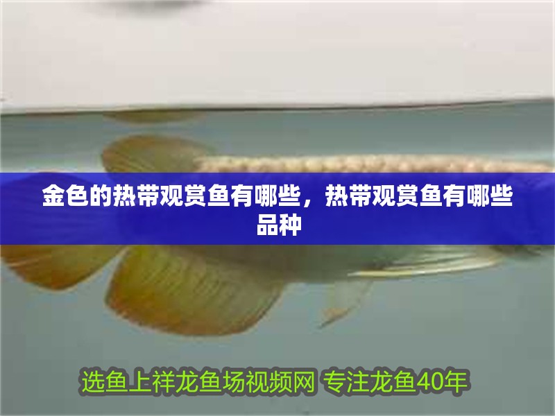 金色的熱帶觀賞魚有哪些，熱帶觀賞魚有哪些品種