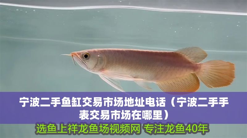 寧波二手魚(yú)缸交易市場(chǎng)地址電話（寧波二手手表交易市場(chǎng)在哪里）
