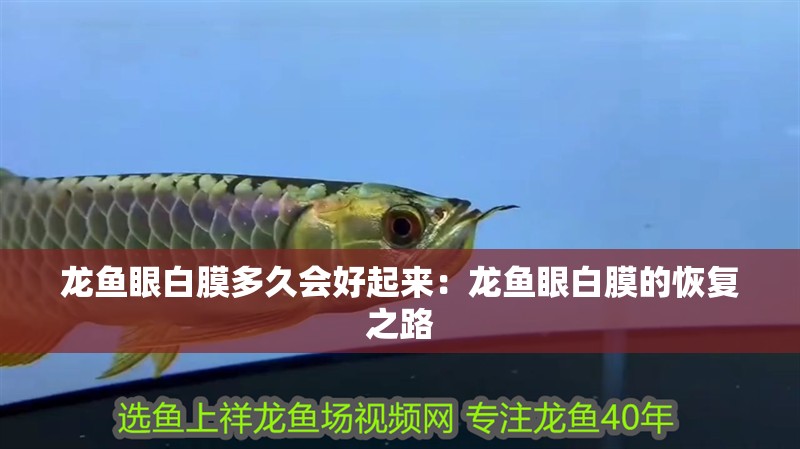 龍魚眼白膜多久會好起來：龍魚眼白膜的恢復之路