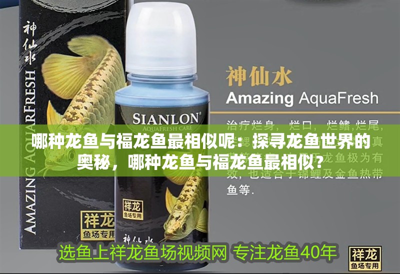 哪種龍魚與福龍魚最相似呢：探尋龍魚世界的奧秘，哪種龍魚與福龍魚最相似？
