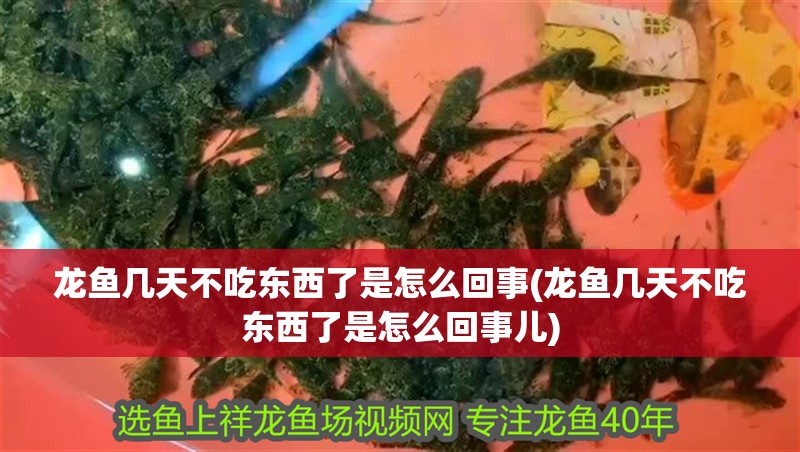 魚缸過濾器選購指南:自制魚缸過濾器魚缸上置過濾器對于養魚愛好者的必備知識 龍魚幾天不吃東西了是怎么回事(龍魚幾天不吃東西了是怎么回事兒) 觀賞魚百科 龍魚幾天不吃東西了是怎么回事(龍魚幾天不吃東西了是怎么回事兒) 龍魚幾天不吃東西了是怎么回事(龍魚幾天不吃東西了是怎么回事兒) 觀賞魚百科