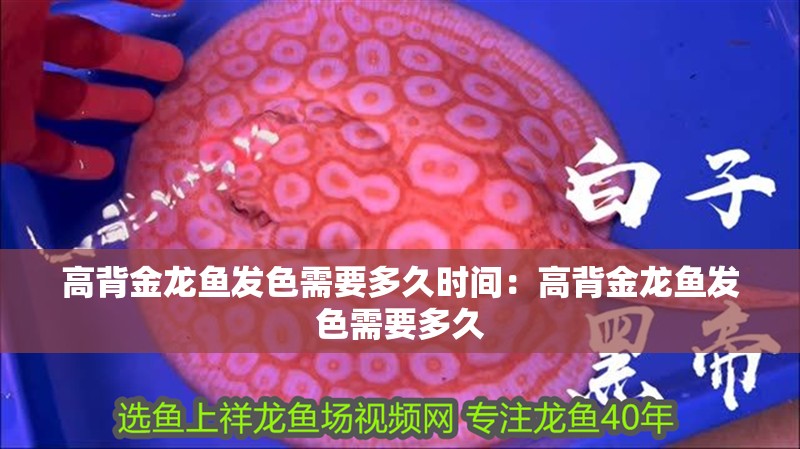 高背金龍魚發(fā)色需要多久時(shí)間：高背金龍魚發(fā)色需要多久