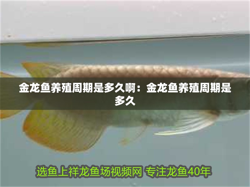 金龍魚養殖周期是多久啊：金龍魚養殖周期是多久