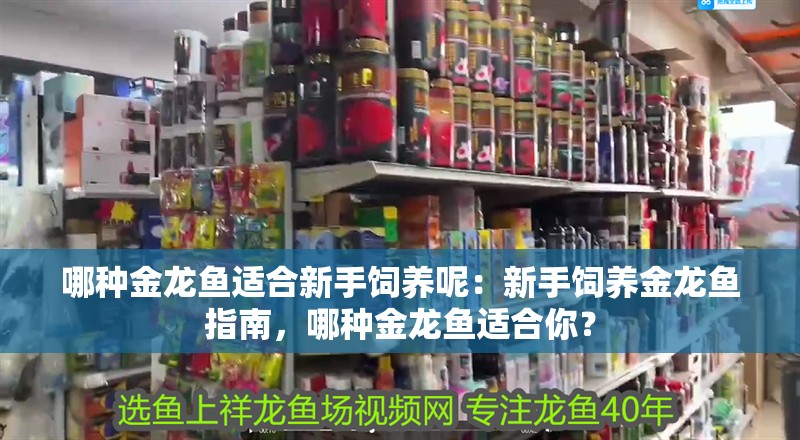 哪種金龍魚適合新手飼養呢：新手飼養金龍魚指南，哪種金龍魚適合你？