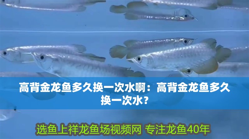 高背金龍魚多久換一次水啊：高背金龍魚多久換一次水？