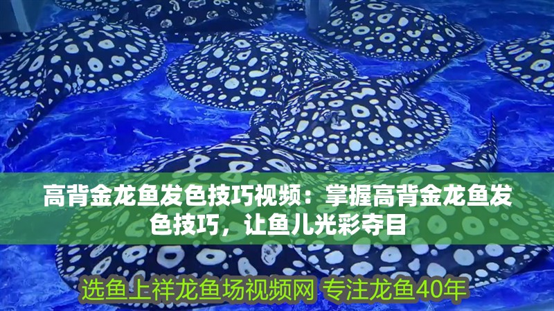 高背金龍魚發色技巧視頻：掌握高背金龍魚發色技巧，讓魚兒光彩奪目