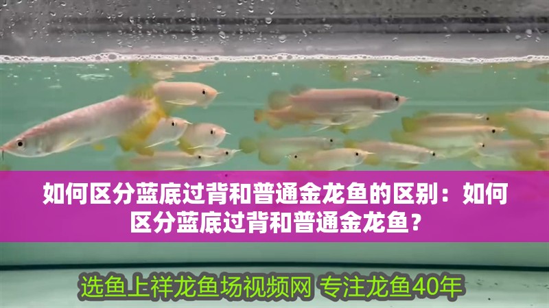 如何區(qū)分藍(lán)底過背和普通金龍魚的區(qū)別：如何區(qū)分藍(lán)底過背和普通金龍魚？