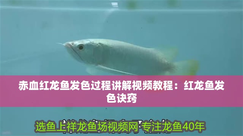 赤血紅龍魚發(fā)色過程講解視頻教程：紅龍魚發(fā)色訣竅