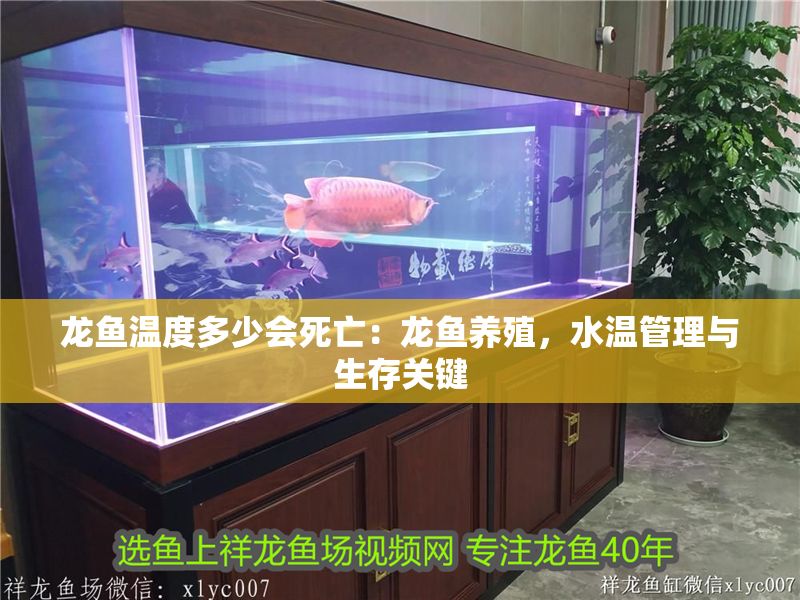 龍魚溫度多少會死亡：龍魚養殖，水溫管理與生存關鍵