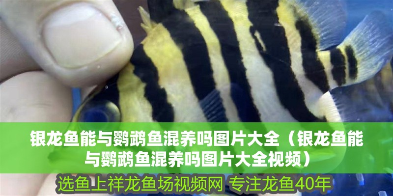 銀龍魚能與鸚鵡魚混養嗎圖片大全（銀龍魚能與鸚鵡魚混養嗎圖片大全視頻）