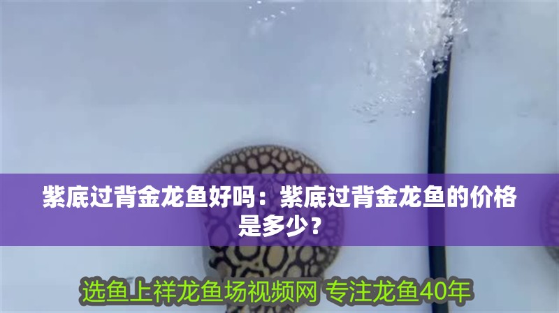 紫底過背金龍魚好嗎：紫底過背金龍魚的價格是多少？
