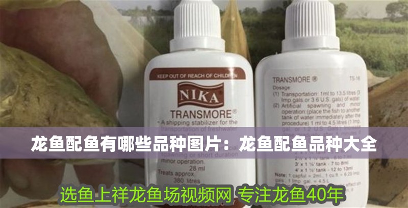 龍魚配魚有哪些品種圖片：龍魚配魚品種大全