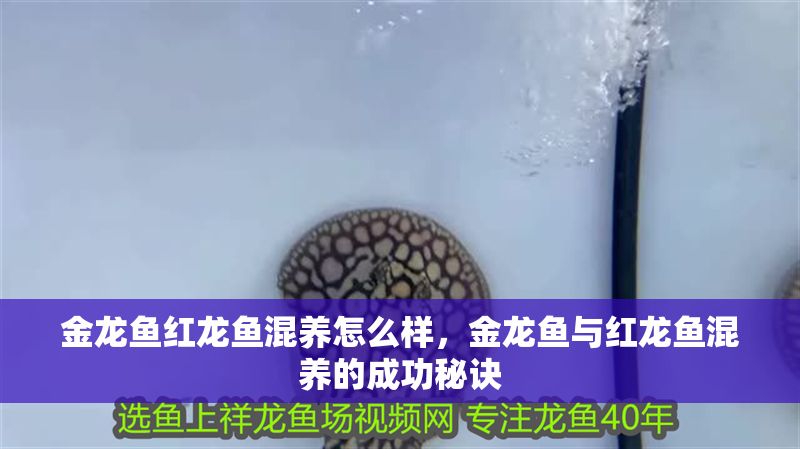 金龍魚紅龍魚混養怎么樣，金龍魚與紅龍魚混養的成功秘訣