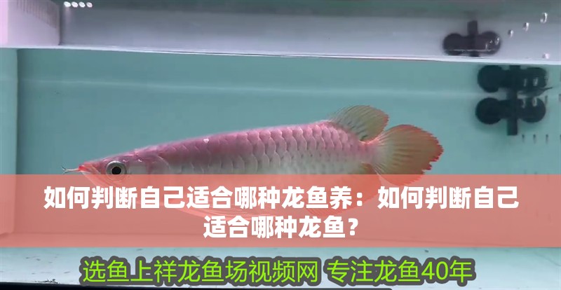 如何判斷自己適合哪種龍魚養：如何判斷自己適合哪種龍魚？