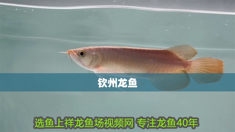 欽州龍魚