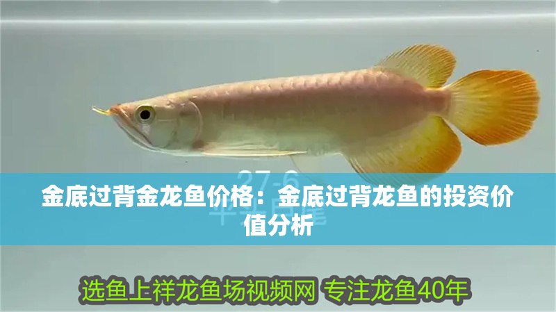 金底過背金龍魚價格：金底過背龍魚的投資價值分析
