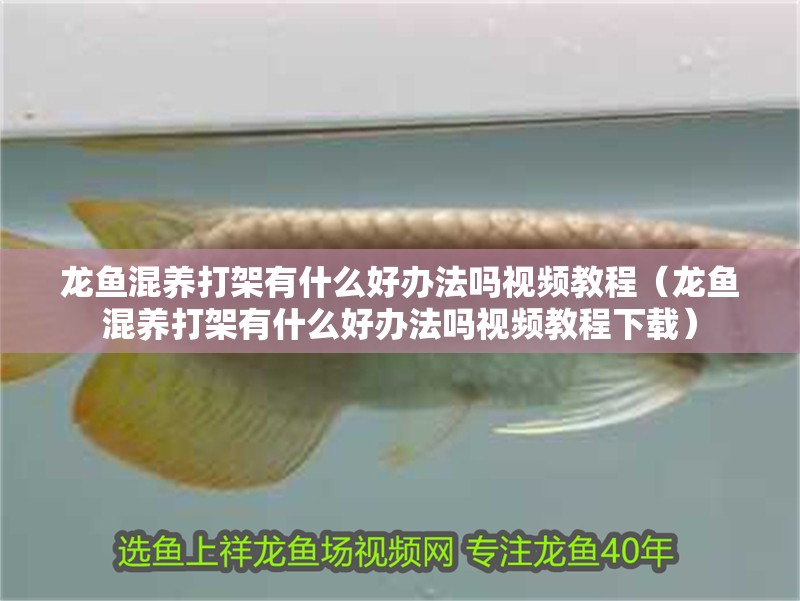 龍魚混養打架有什么好辦法嗎視頻教程（龍魚混養打架有什么好辦法嗎視頻教程下載）