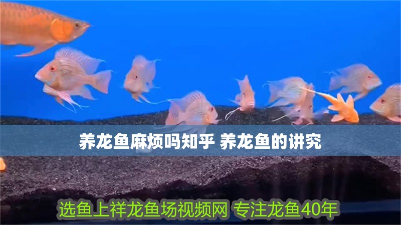 養龍魚麻煩嗎知乎 養龍魚的講究