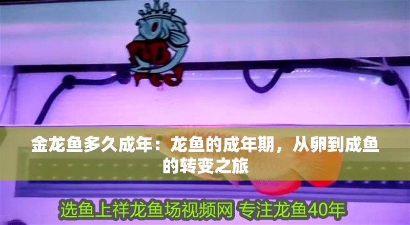 金龍魚多久成年：龍魚的成年期，從卵到成魚的轉變之旅 金龍魚多久成年：龍魚的成年期，從卵到成魚的轉變之旅 水族問答