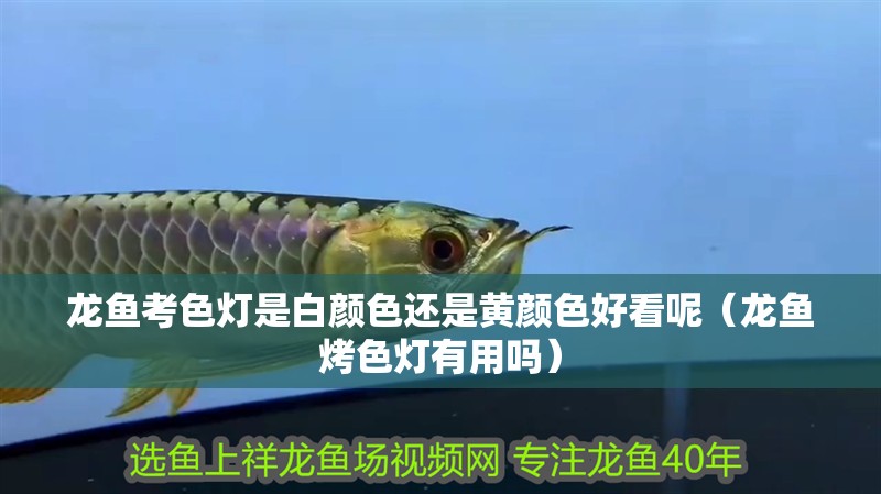 龍魚考色燈是白顏色還是黃顏色好看呢（龍魚烤色燈有用嗎）