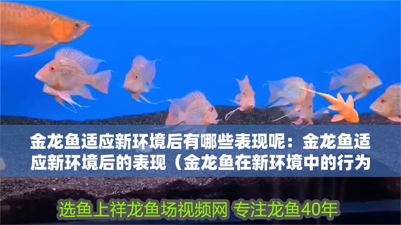 金龍魚適應新環境后有哪些表現呢：金龍魚適應新環境后的表現（金龍魚在新環境中的行為和生理特征）