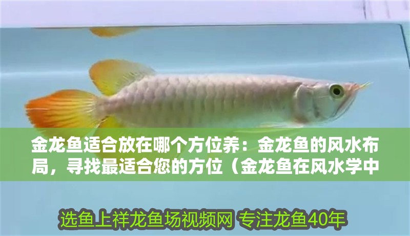 金龍魚適合放在哪個方位養：金龍魚的風水布局，尋找最適合您的方位（金龍魚在風水學中的應用）