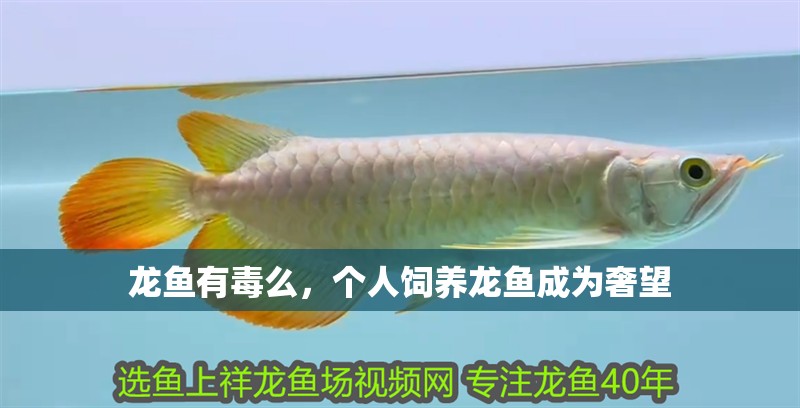 龍魚有毒么，個人飼養龍魚成為奢望