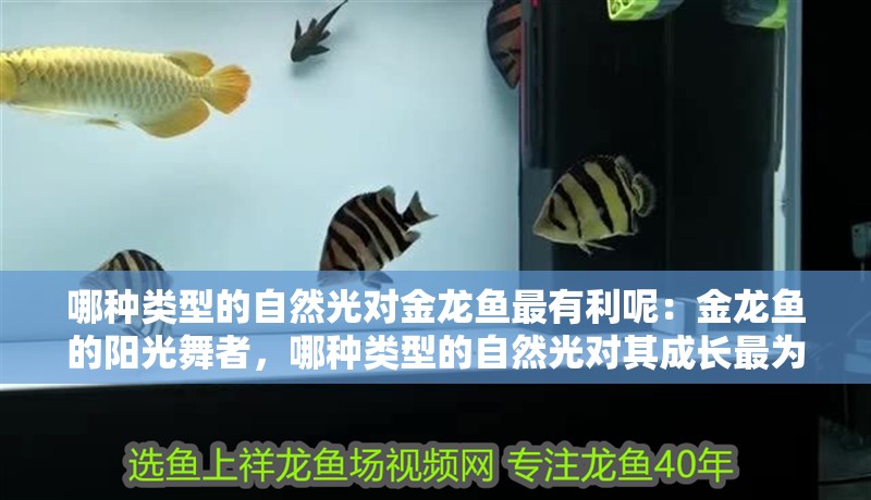 哪種類型的自然光對金龍魚最有利呢：金龍魚的陽光舞者，哪種類型的自然光對其成長最為有利？