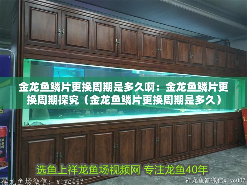 金龍魚鱗片更換周期是多久?。航瘕堲~鱗片更換周期探究（金龍魚鱗片更換周期是多久）