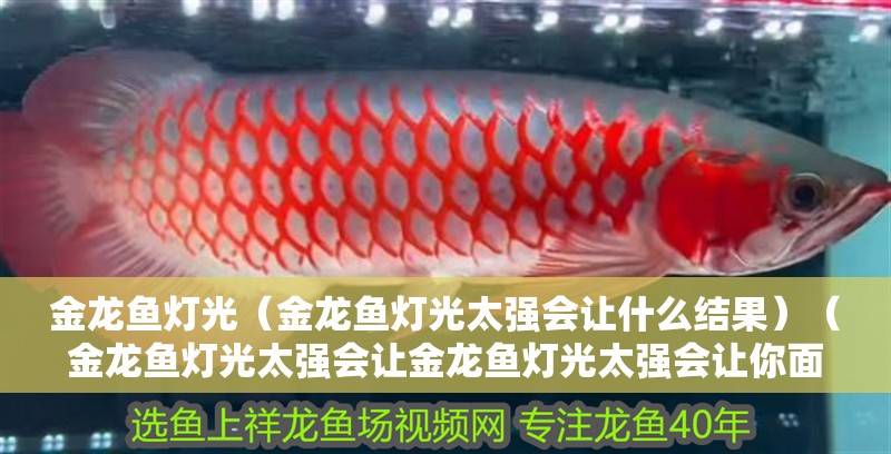 金龍魚燈光（金龍魚燈光太強會讓什么結果）（金龍魚燈光太強會讓金龍魚燈光太強會讓你面臨的問題）