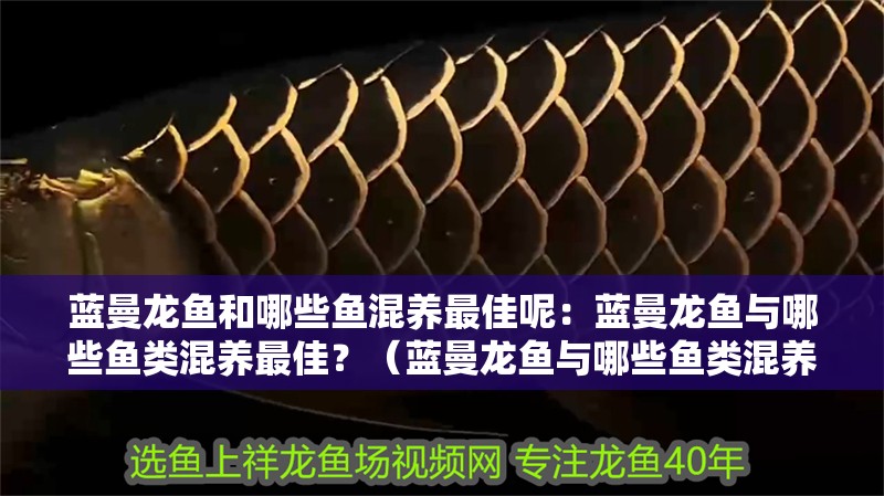 藍曼龍魚和哪些魚混養最佳呢：藍曼龍魚與哪些魚類混養最佳？（藍曼龍魚與哪些魚類混養）