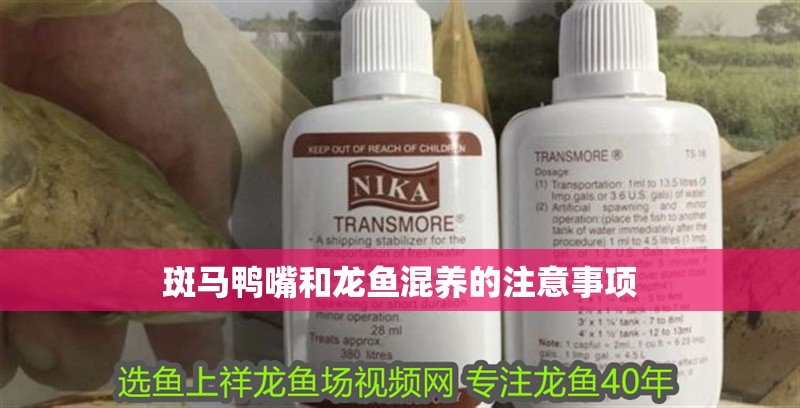 斑馬鴨嘴和龍魚混養(yǎng)的注意事項