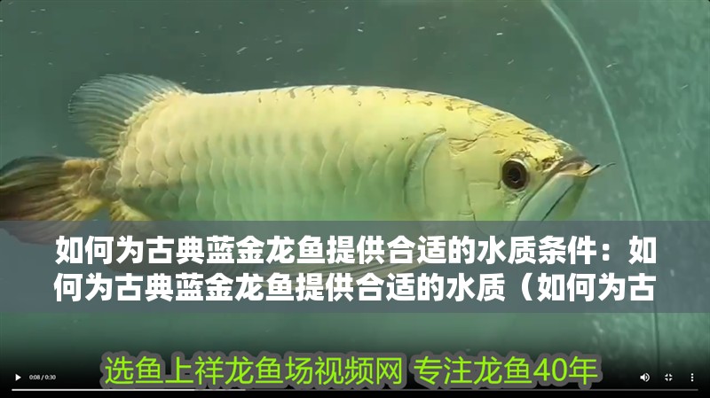 如何為古典藍(lán)金龍魚(yú)提供合適的水質(zhì)條件：如何為古典藍(lán)金龍魚(yú)提供合適的水質(zhì)（如何為古典藍(lán)金龍魚(yú)提供合適的水質(zhì)條件）