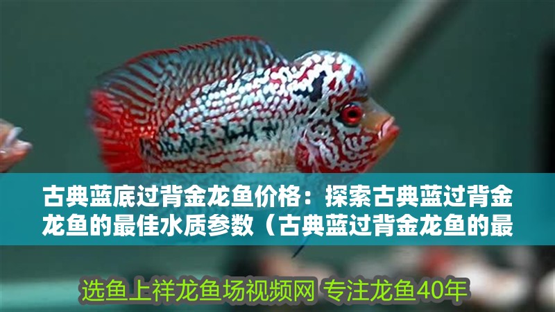 古典藍底過背金龍魚價格：探索古典藍過背金龍魚的最佳水質參數（古典藍過背金龍魚的最佳水質參數揭開答案）