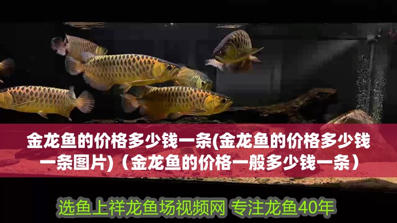 金龍魚的價格多少錢一條(金龍魚的價格多少錢一條圖片)（金龍魚的價格一般多少錢一條）