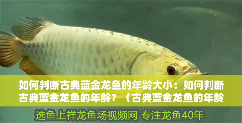 如何判斷古典藍金龍魚的年齡大小：如何判斷古典藍金龍魚的年齡？（古典藍金龍魚的年齡是如何判斷龍魚年齡的方法和技巧）
