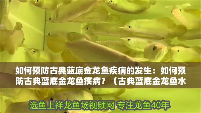如何預防古典藍底金龍魚疾病的發生：如何預防古典藍底金龍魚疾病？（古典藍底金龍魚水質管理）