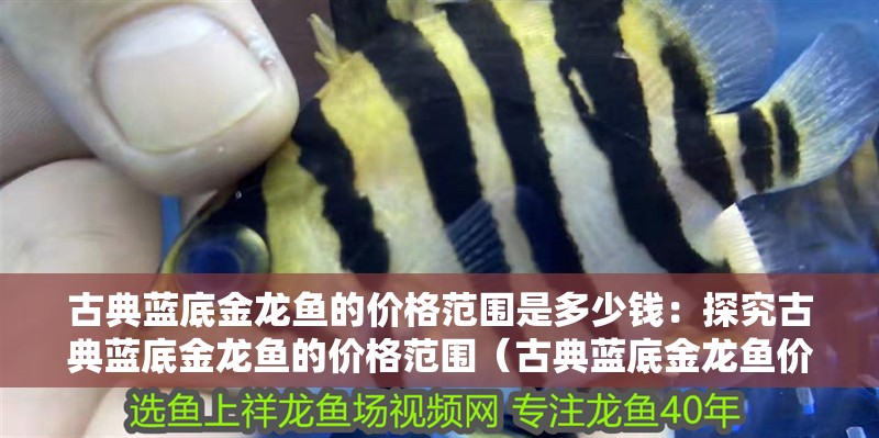 古典藍(lán)底金龍魚的價(jià)格范圍是多少錢：探究古典藍(lán)底金龍魚的價(jià)格范圍（古典藍(lán)底金龍魚價(jià)格）