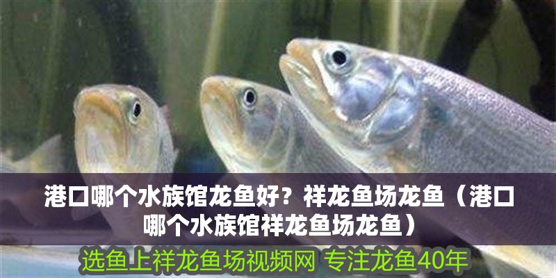 <strong><mark>港口</mark></strong>哪個水族館龍魚好？祥龍魚場龍魚（<strong><mark>港口</mark></strong>哪個水族館祥龍魚場龍魚）