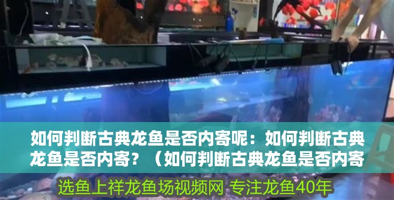 如何判斷古典龍魚是否內寄呢：如何判斷古典龍魚是否內寄？（如何判斷古典龍魚是否內寄）