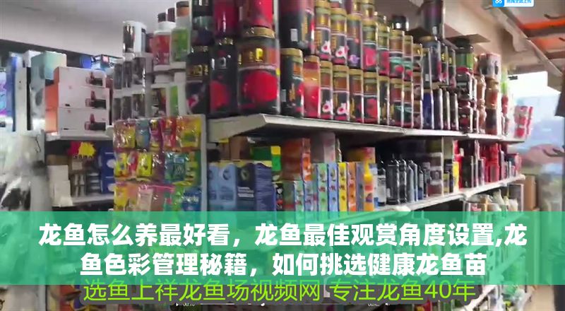 龍魚怎么養(yǎng)最好看，龍魚最佳觀賞角度設置,龍魚色彩管理秘籍，如何挑選健康龍魚苗