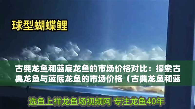 古典龍魚和藍底龍魚的市場價格對比：探索古典龍魚與藍底龍魚的市場價格（古典龍魚和藍底龍魚的區別）
