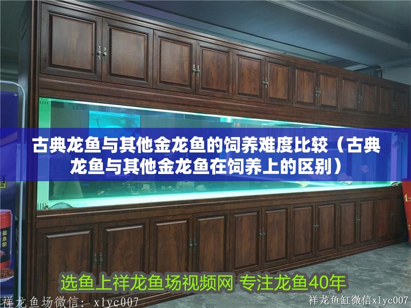 古典龍魚與其他金龍魚的飼養難度比較（古典龍魚與其他金龍魚在飼養上的區別）