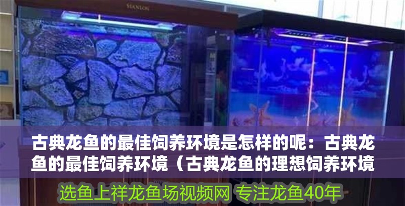 古典龍魚的最佳飼養環境是怎樣的呢：古典龍魚的最佳飼養環境（古典龍魚的理想飼養環境應注意什么，古典龍魚理想飼養條件）