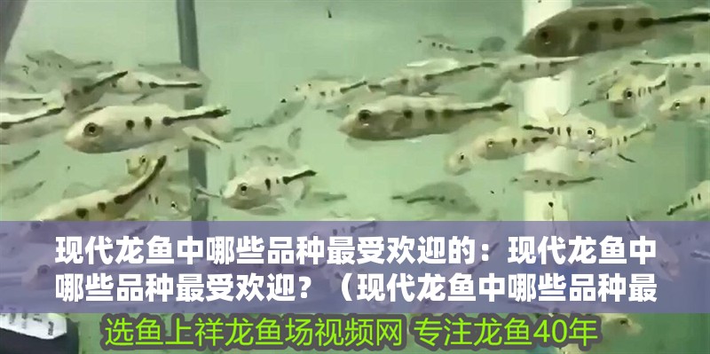 現代龍魚中哪些品種最受歡迎的：現代龍魚中哪些品種最受歡迎？（現代龍魚中哪些品種最受歡迎？）