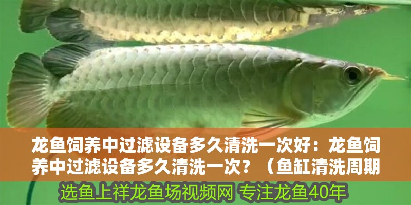 龍魚飼養中過濾設備多久清洗一次好：龍魚飼養中過濾設備多久清洗一次？（魚缸清洗周期一般為多久清洗一次？） 龍魚飼養中過濾設備多久清洗一次好：龍魚飼養中過濾設備多久清洗一次？（魚缸清洗周期一般為多久清洗一次？） 水族問答